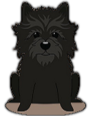 Cairn Terrier