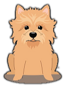 Cairn Terrier